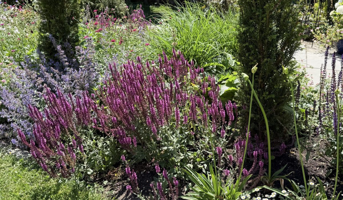 Planting Plan in Cudham