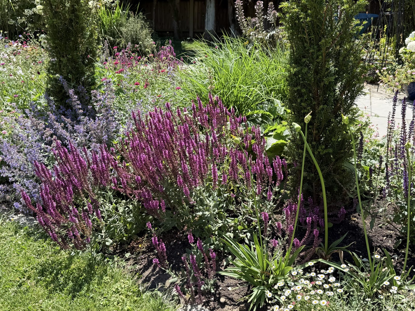 Vibrant garden with purple flowering plants.