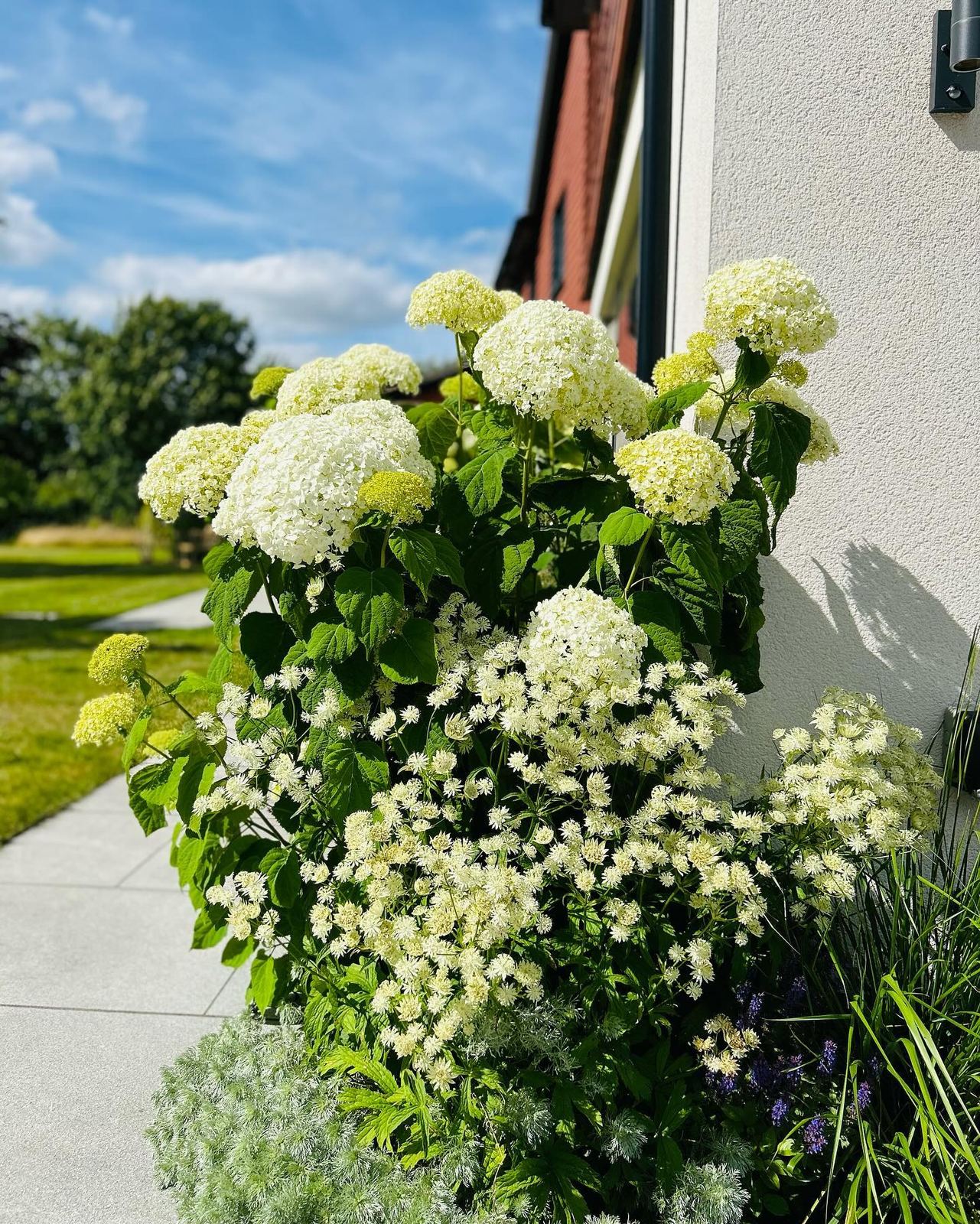 Lush white hydrangeas by the wall.